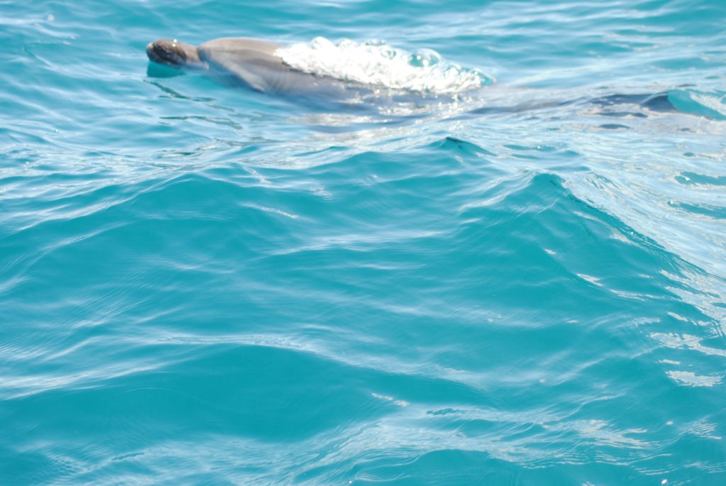 dsc_0593.jpg