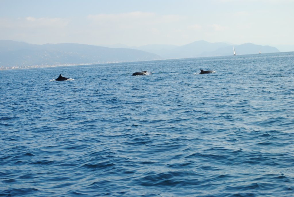 dsc_0197.jpg