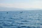 dsc_0198_small.jpg