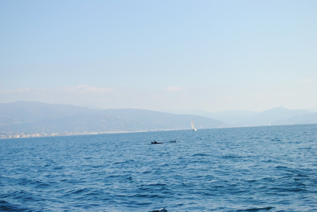 dsc_0230.jpg
